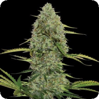 Mega  Power  Plant  Auto  Flowering  Cannabis  Seeds 0