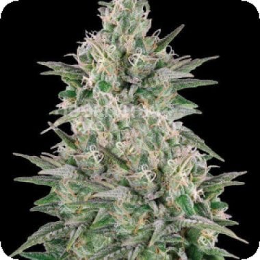 Mega  Power  Plant  Feminised  Cannabis  Seeds 0