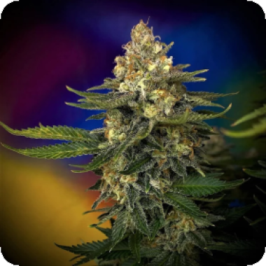 Megaton  Mass  Feminised  Cannabis  Seeds