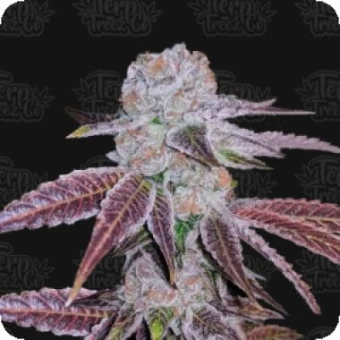 Melon  Drip  Feminised  Cannabis  Seeds