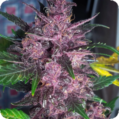 Mendo  Mass  Auto  Flowering  Cannabis  Seeds