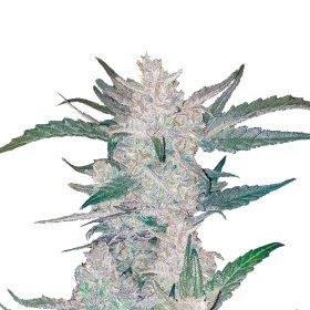 Mexican  Airlines  Autoflowering  Feminised  Cannabis  Seeds