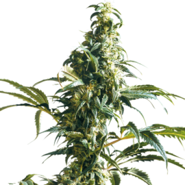 Mexican Sativa Feminised Cannabis Seeds 0