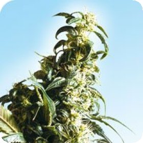 Mexican  Sativa  Regular  Cannabis  Seeds