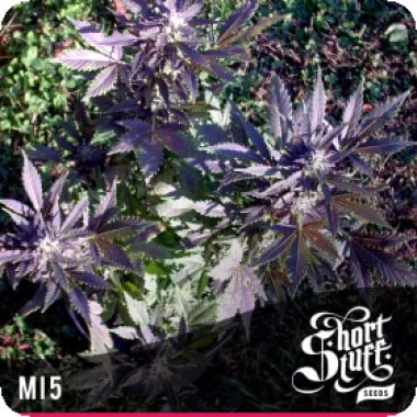Mi5  Feminised  Cannabis  Seeds