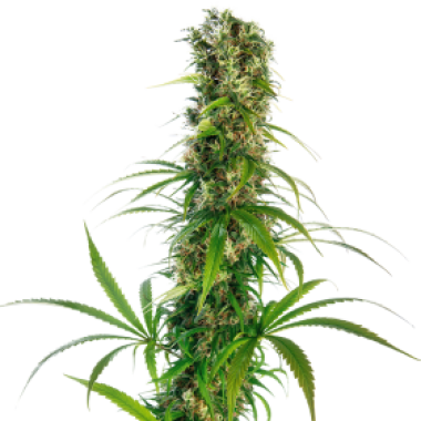 Michka  Feminised  Cannabis  Seeds