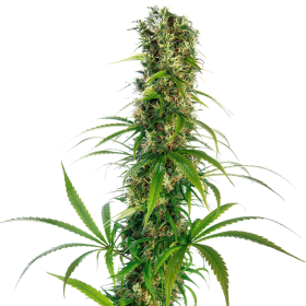 Michka  Regular  Cannabis  Seeds