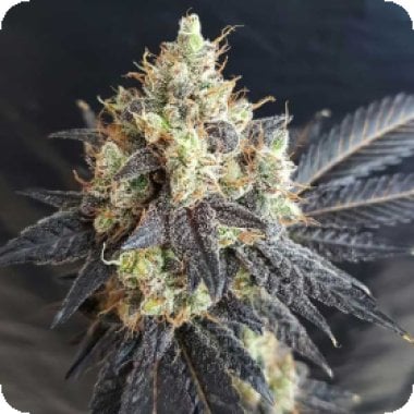 Mighty 20 Grape 20 Feminised 20 Cannabis Seeds 0