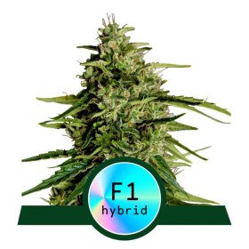 Milky  Way  F1  Auto  Flowering  Cannabis  Seeds 0