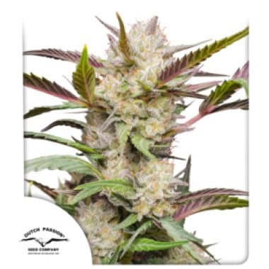 Mimosa Punch Auto Flowering Cannabis Seeds