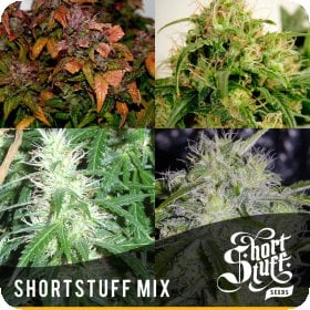 Mix  Feminised  Cannabis  Seeds
