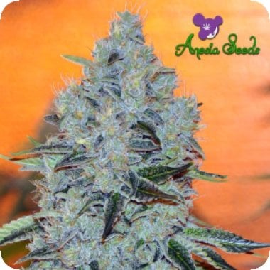 Mob  Boss  Feminised  Cannabis  Seeds 0