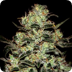 Moby  Dick  Feminised  Cannabis  Seeds 0