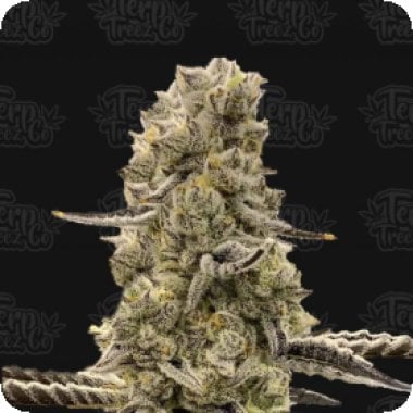 Mochi Mints Feminised Cannabis Seeds