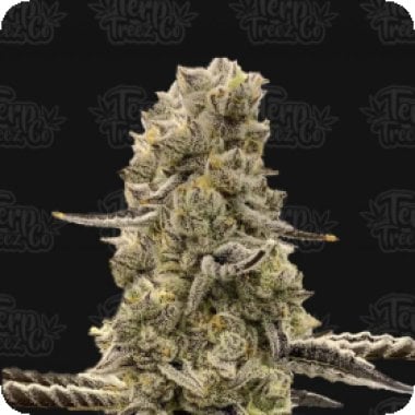 Mochi  Mints  Feminised  Cannabis  Seeds