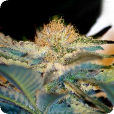 Moham Ram Feminised Cannabis Seeds 0