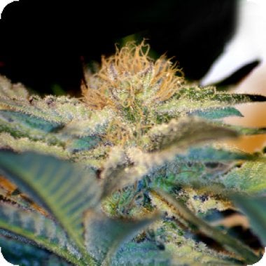 Moham  Ram  Feminised  Cannabis  Seeds 0