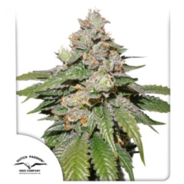 Mokums  Tulip  Auto  Flowering  Cannabis  Seeds 0