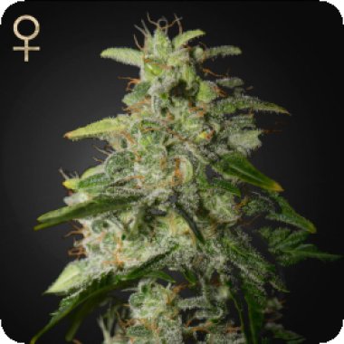 Money  Maker  Feminised  Cannabis  Seeds