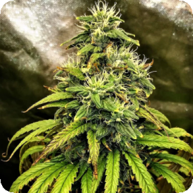 Monolith  Mass  Feminised  Cannabis  Seeds