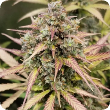 Monster  Breath  Auto  Flowering  Cannabis  Seeds