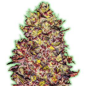 Monster  Gelato  Auto  Flowering  Cannabis  Seeds