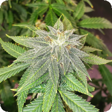 Moon  Fruit  Feminised  Cannabis  Seeds 0