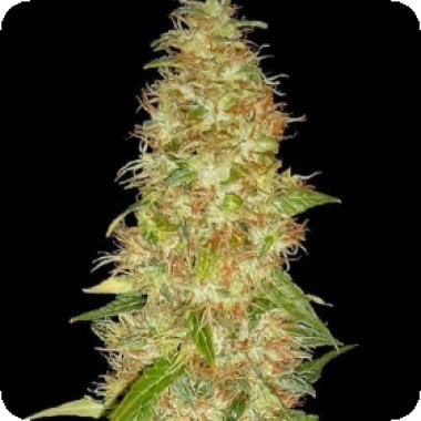 Moon  Walker  Kush  Feminised  Cannabis  Seeds