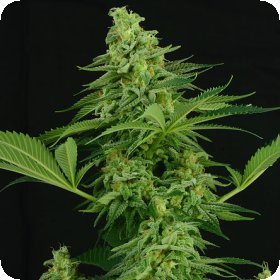 Moonshine  Mass  Feminised  Cannabis  Seeds