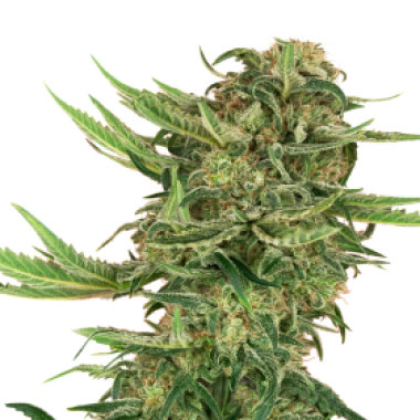 N13  Kush  Feminised  Cannabis  Seeds 0