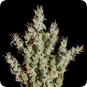 N L5  Haze  Mist  Feminised  Cannabis  Seeds 0