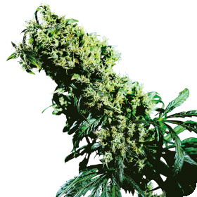N L5  X  Haze  Feminised  Cannabis  Seeds 0