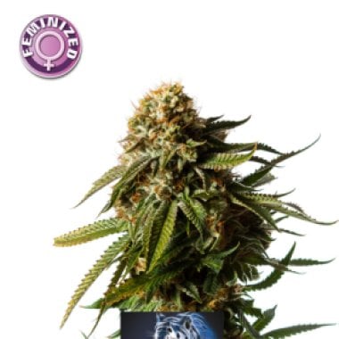 N L X Special Feminised Cannabis Seeds 0