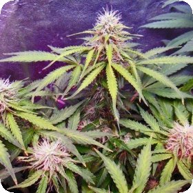 N L  Auto  Feminised  Cannabis  Seeds