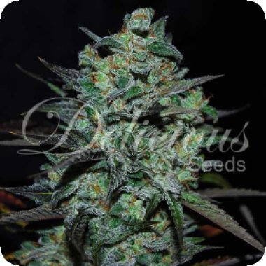 N L Blue T H Free Feminised Cannabis Seeds 0