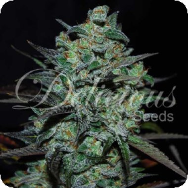 N  L  Blue  T H Free  Feminised  Cannabis  Seeds 0