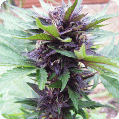 Narco  Purps  Auto  Flowering  Cannabis  Seeds 0