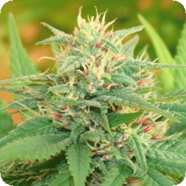 Narcotic  Kush  Auto  Flowering  Cannabis  Seeds 0