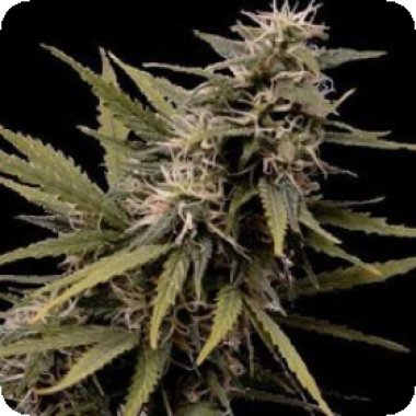 Nemesis Feminised Cannabis Seeds