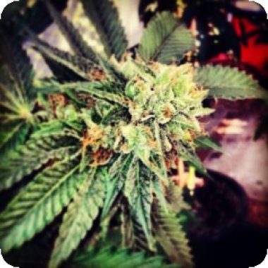 Nicole  Kush  Feminised  Cannabis  Seeds