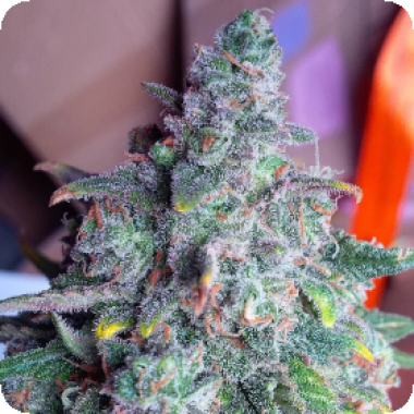 Nightcrawler  O G  Auto  Flowering  Cannabis  Seeds