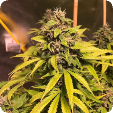 Nightcrawler  O G  Feminised  Cannabis  Seeds