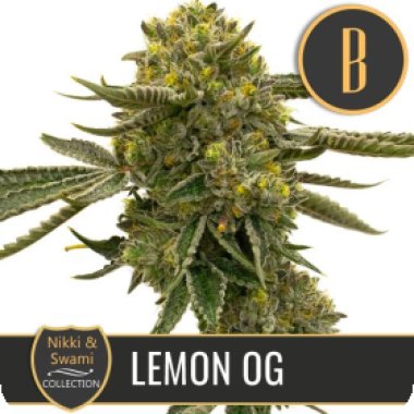 Nikki Swamis Lemon O G