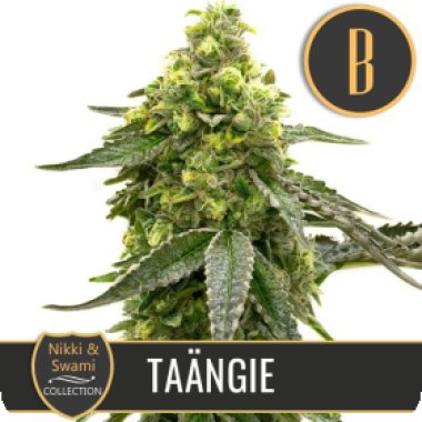 Nikki  Swamis  Taangie  Feminised  Cannabis  Seeds 0