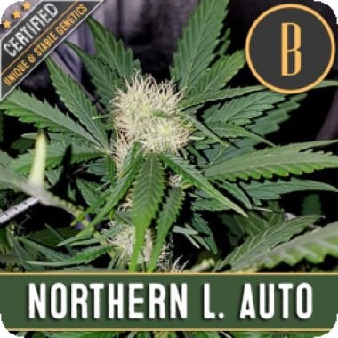 Northern Auto Flowering Cannabis Seeds 0