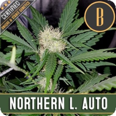 Northern  Auto  Flowering  Cannabis  Seeds 0