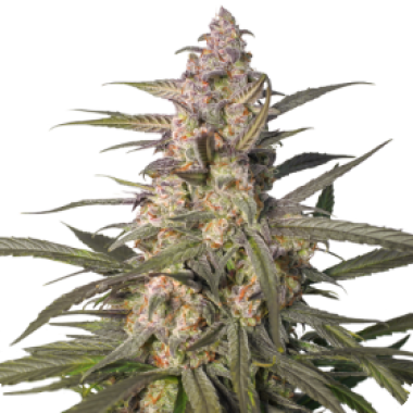 Northern Dragon Fuel Auto Flowering Cannabis Seeds 0