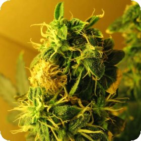 Northern  Light  Auto  Flowering  Cannabis  Seeds 0
