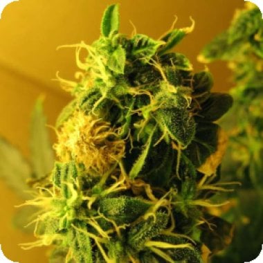 Northern Light Auto Flowering Cannabis Seeds 0