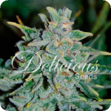 Northern  Light  Blue  Auto  Flowering  Cannabis  Seeds 0